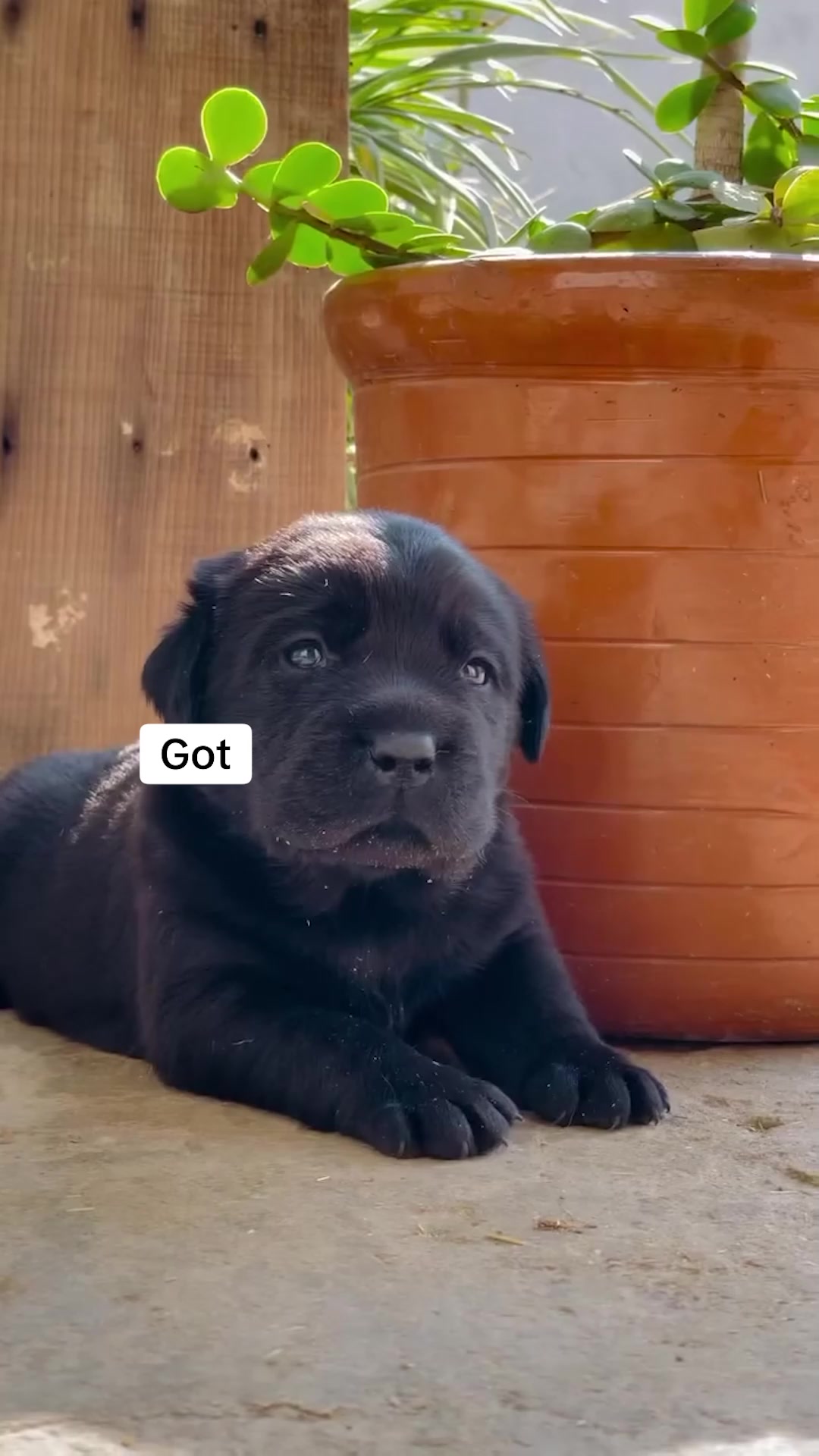 How To Stop Dog Indoor Peeing Fast