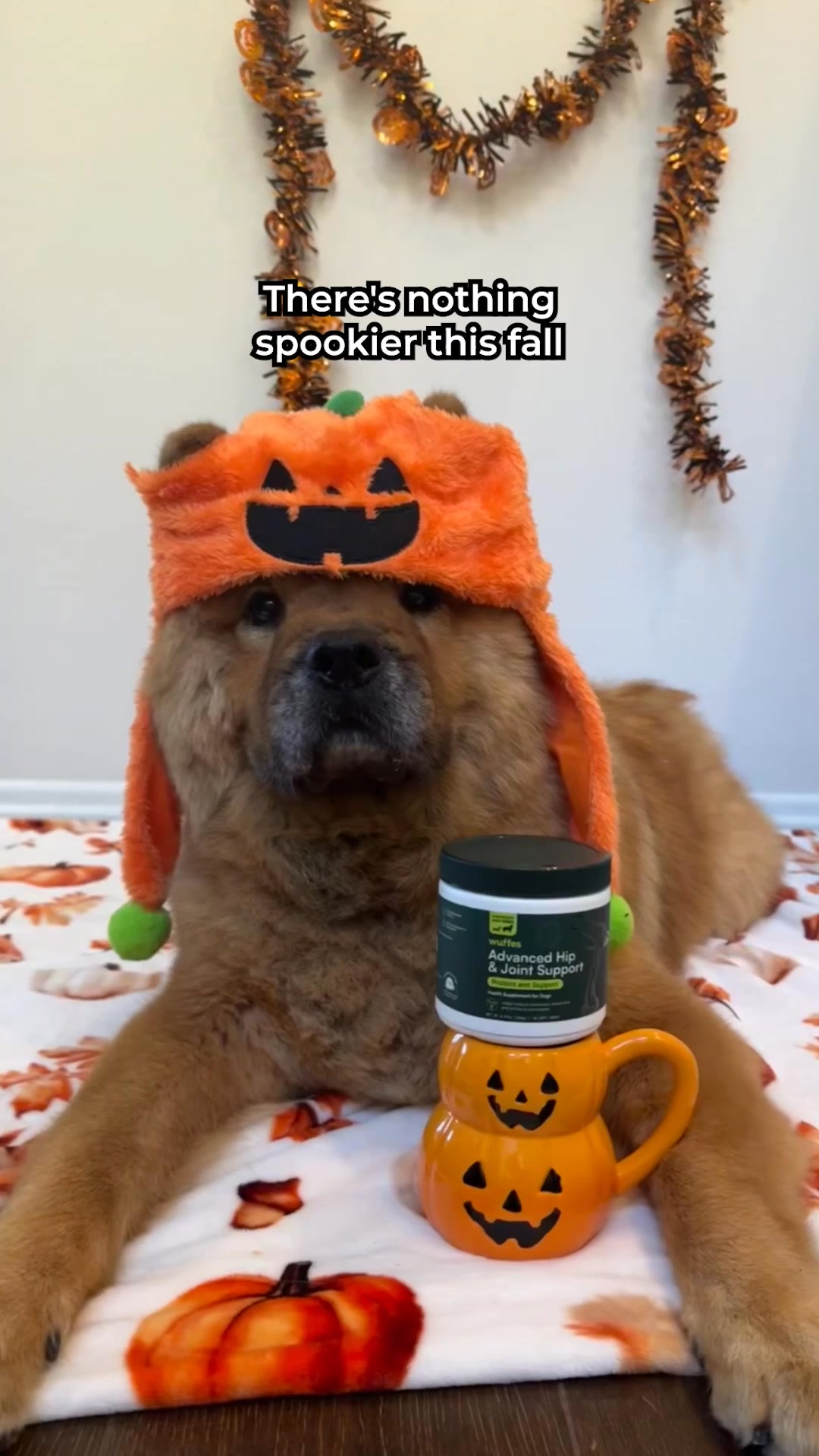 🎃 Give your dog back their joy this Halloween