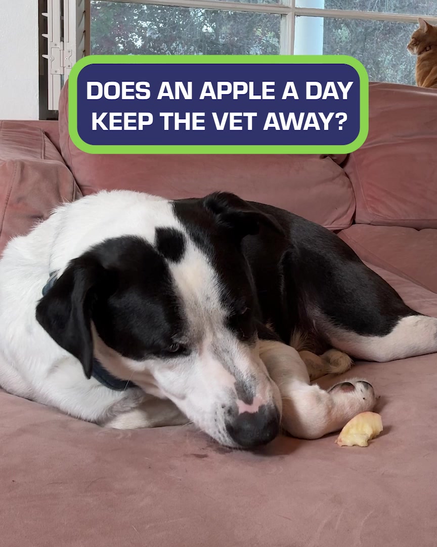 Truth About Apples for Dogs