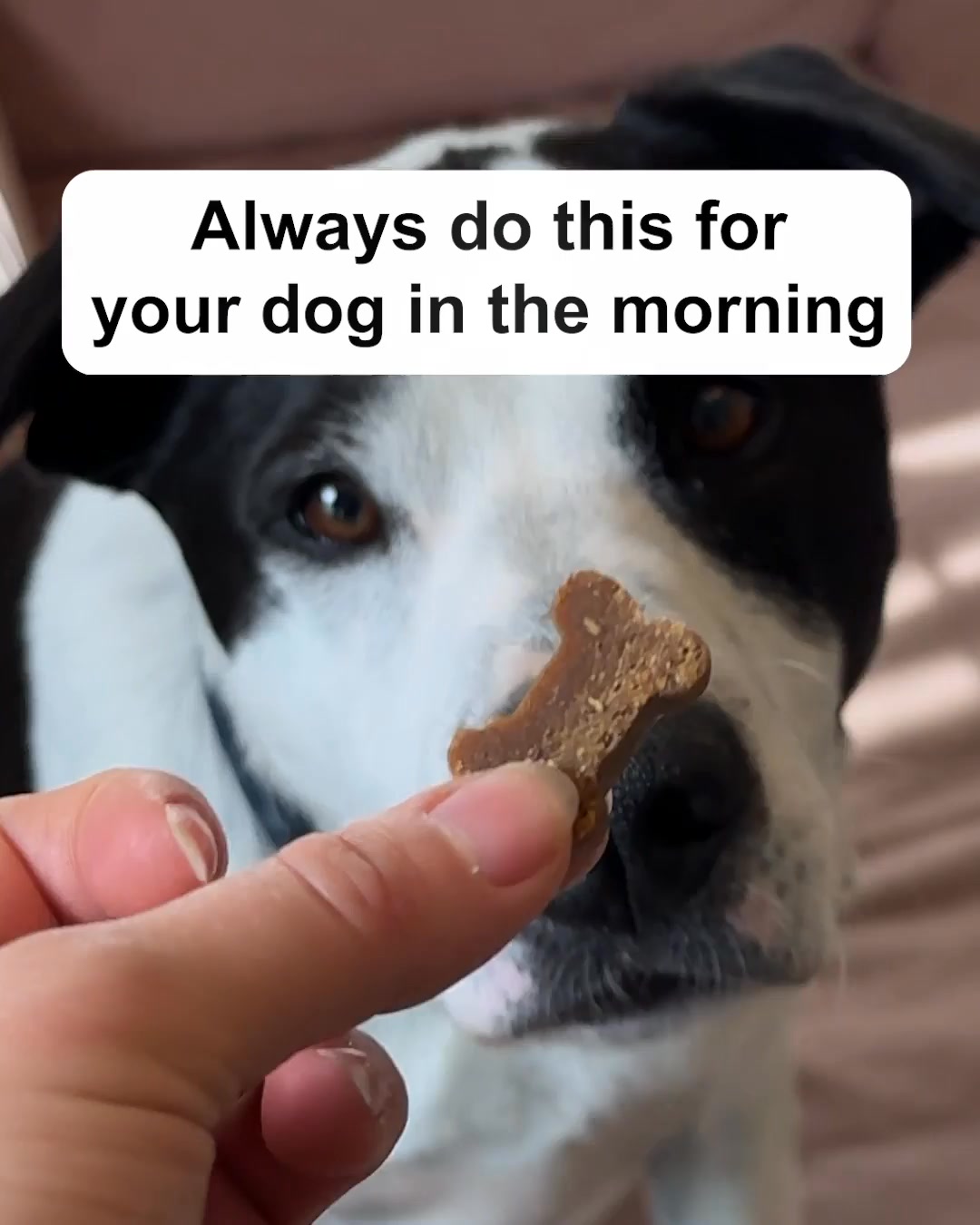 Never Ignore Your Dog's Dental Health