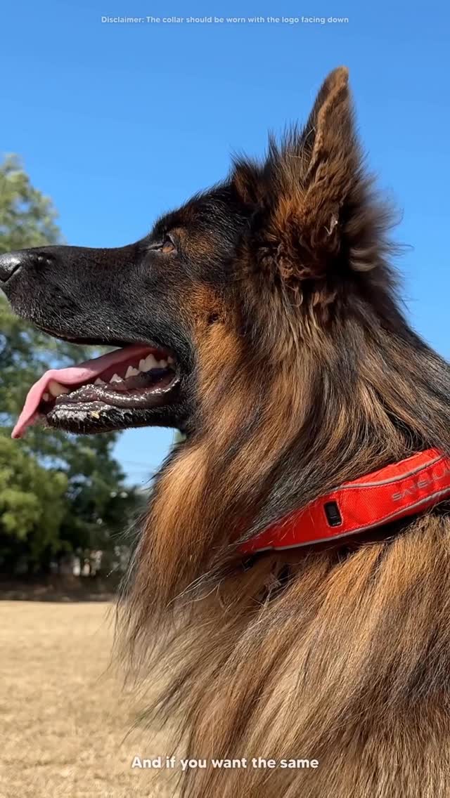 POV: Your pet just leveled up with the Satellai collar 🚀📍 Real-time GPS, sleek style, and total peace of mind. 
.
.
.
#satellaicollar #satellaidogcollar #ad #germanshepherd #gsd #dogs #dogsofinstagram #funnydogs