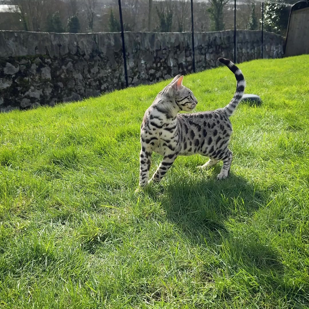 Peace of Mind about your Bengal's Safety & Welfare