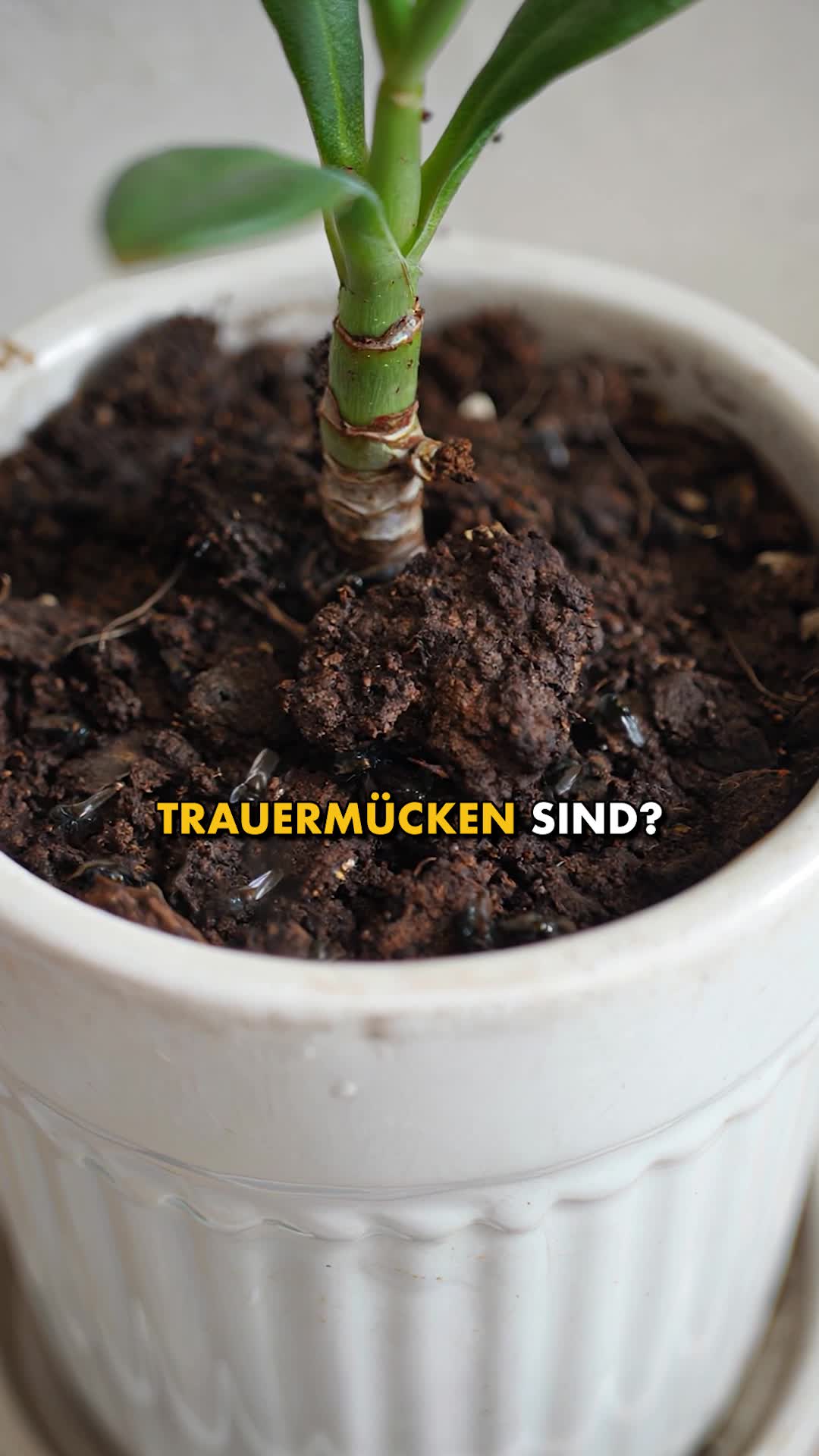 Natürlicher Schutz vor Schädlingen – wirksam & umweltfreundlich 🌿