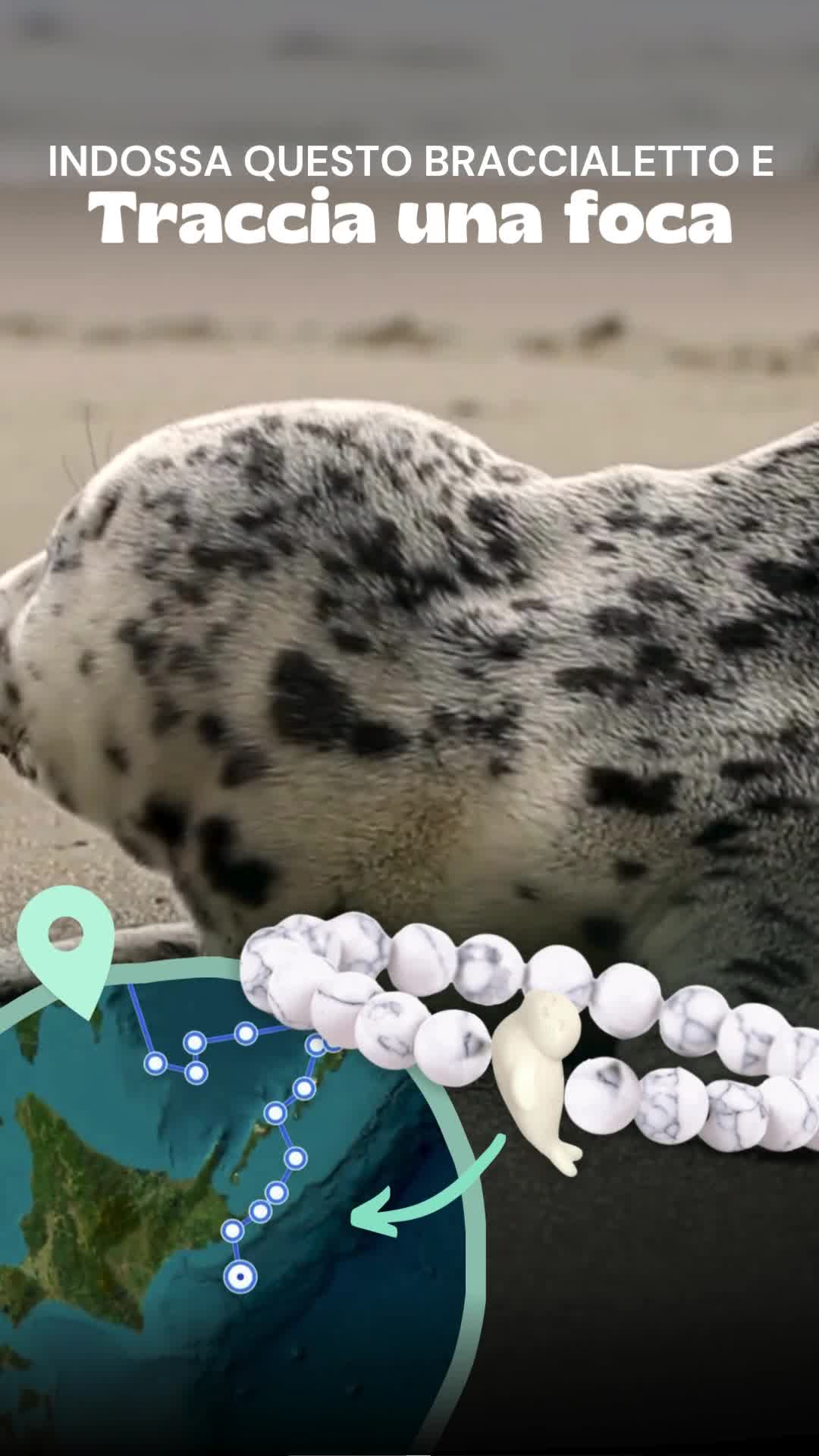Sigue el viaje de una foca real por el océano 🌊