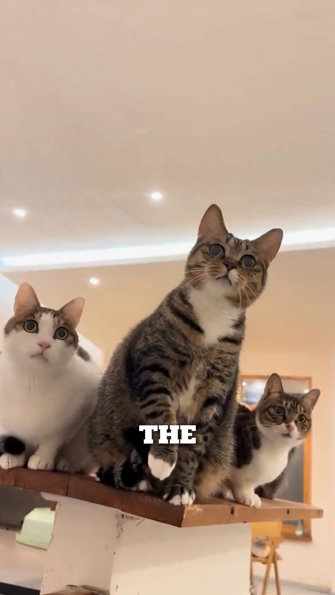 This cat parent’s wild idea changed everything