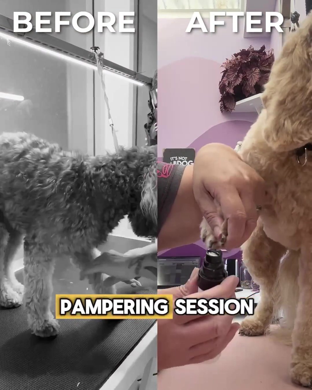 Stress-Free Nail Grooming for Your Dog!