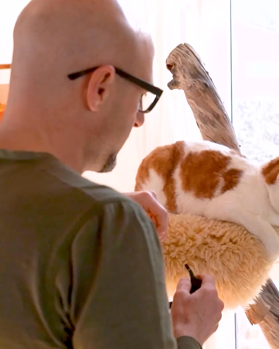 Track Your Cat with PetTracer