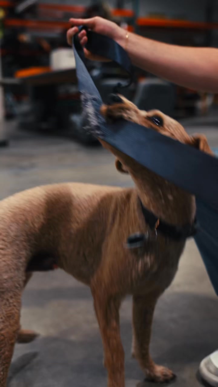 Fix your chewed seat belt fast — OEM quality, lifetime warranty.