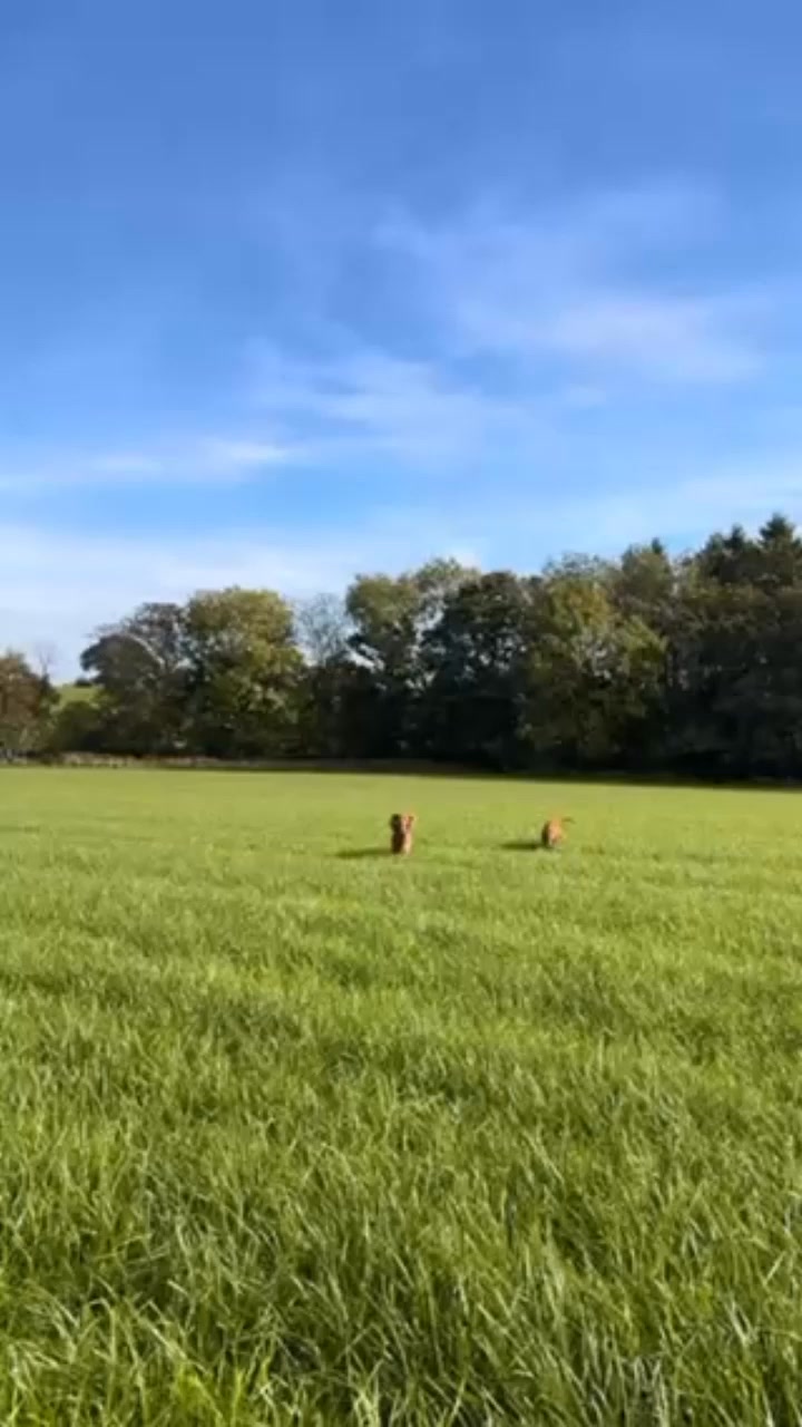 Nutrient-Dense Superfoods