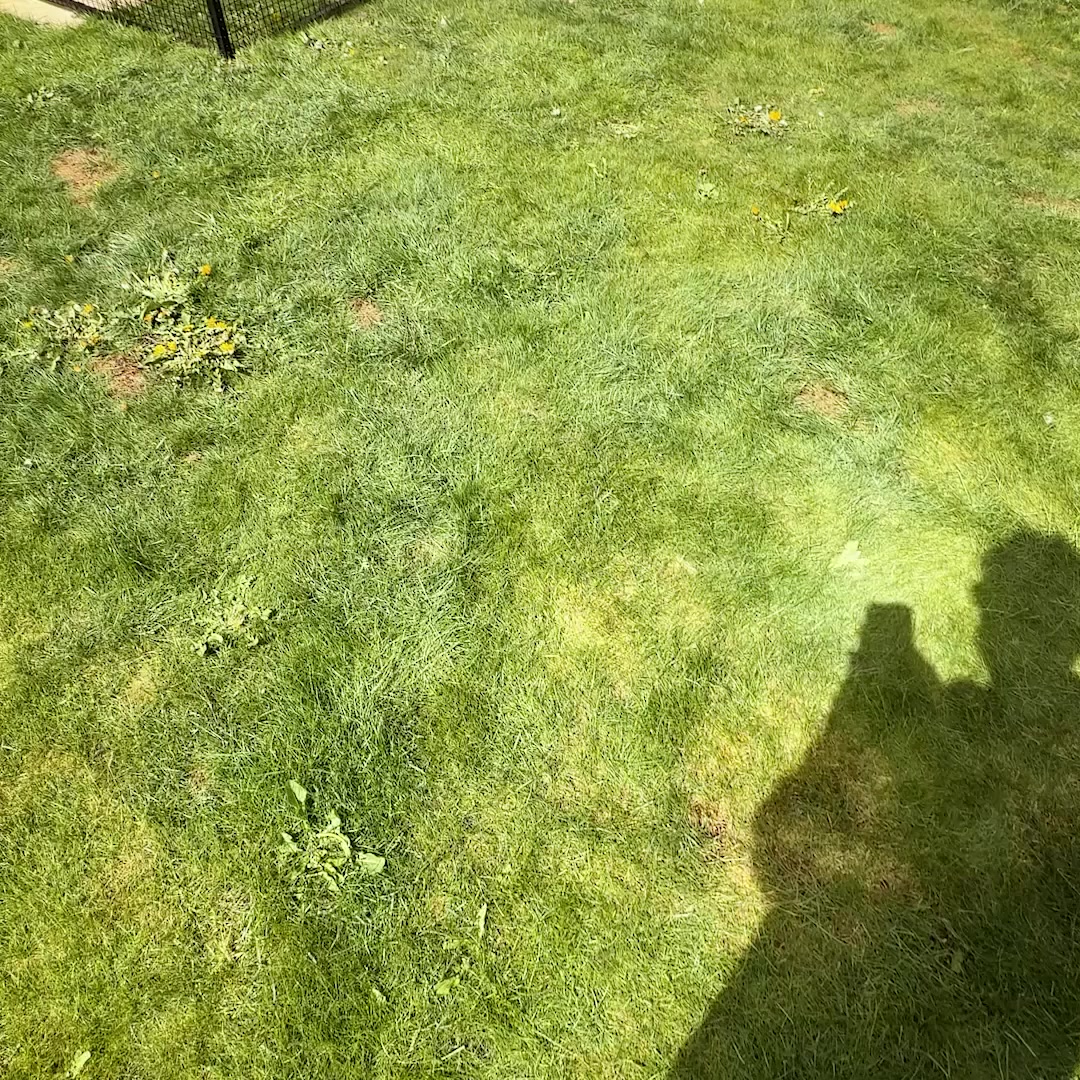 Catio by the experts