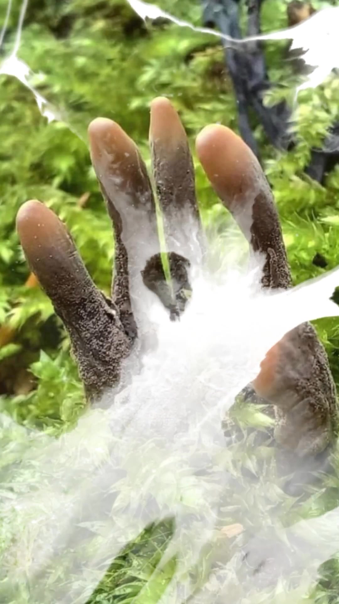 💀 Nature’s Nightmares: Dead Man’s Fingers (Xylaria polymorpha) 💀

All October long, we’re exploring the darker side of the garden—plants so strange, eerie, or otherworldly they look like they belong in a Halloween tale. 🎃 From phantom-white flowers to blood-stained fungi, nature proves that reality can be creepier than fiction. 👻
Few fungi are more chilling to stumble upon than Dead Man’s Fingers. 🖐️ 

This macabre species emerges from rotting logs in the form of finger-like projections that look disturbingly like a hand clawing its way up from the grave. 🪦 At first pale and ghostly, the growths darken over time, eventually turning jet black and strengthening their resemblance to decayed flesh. 🖤

Though horrifying in appearance, Dead Man’s Fingers play a vital ecological role. As a decomposer, it breaks down tough wood 🪵 and returns nutrients to the forest floor, fueling new cycles of growth. In this way, its creepy “fingers” are less about horror and more about renewal—though that’s hard to remember when they catch you by surprise on a misty forest trail. 🌫️
Gruesome and ghoulish, Dead Man’s Fingers prove that even the most sinister sights in nature can have a purpose. 🌱

🔎 Would you lean in for a closer look at these eerie “fingers” in the woods, or would you rather keep your distance?

#SwanHose #CreepyBotanicals #DarkGarden #DeadMansFingers #GothicGardening #HalloweenGarden #HalloweenPlants #NatureMysteries #OctoberVibes #Oddity #Oddities #OdditiesAndCuriosit
