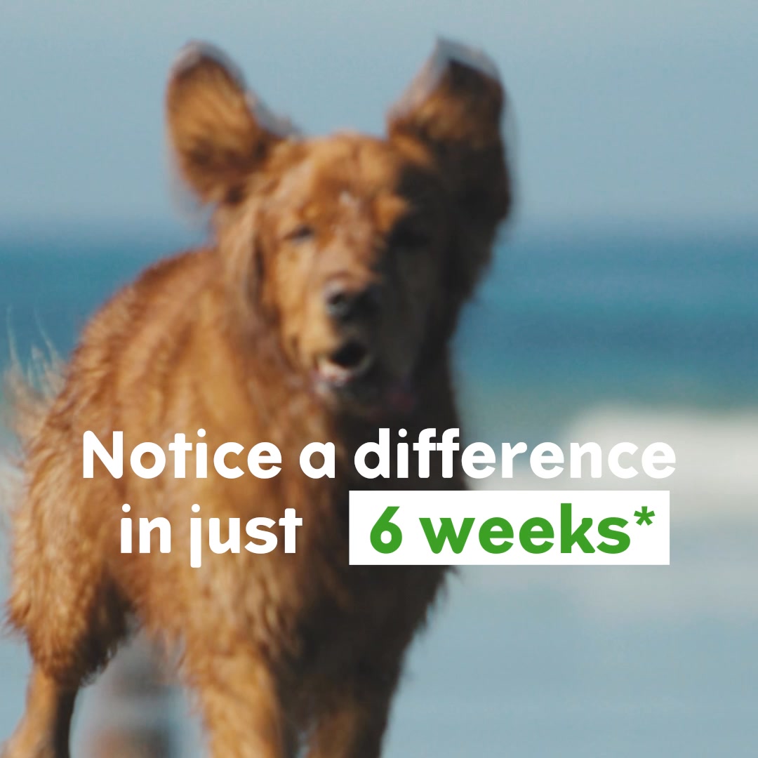 Joint Care Supplements For Dogs
