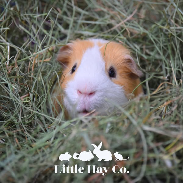 The freshest cut now available!