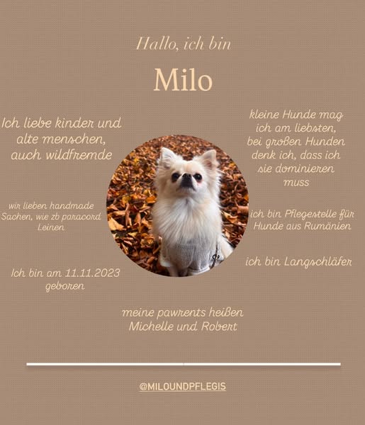 Und wer bist du? 🤎
wir haben die Farben unseres Profil mal wieder ein wenig verändert. Und für die Neuankömmlinge die Milo noch nicht kennen - das ist er. ✨
#milo #milothepomchi #pom #pomeranian #chihuahua #pomchi #nicetomeetyou #dog #doglove #dogsofinstagram #petfluencer #happydog