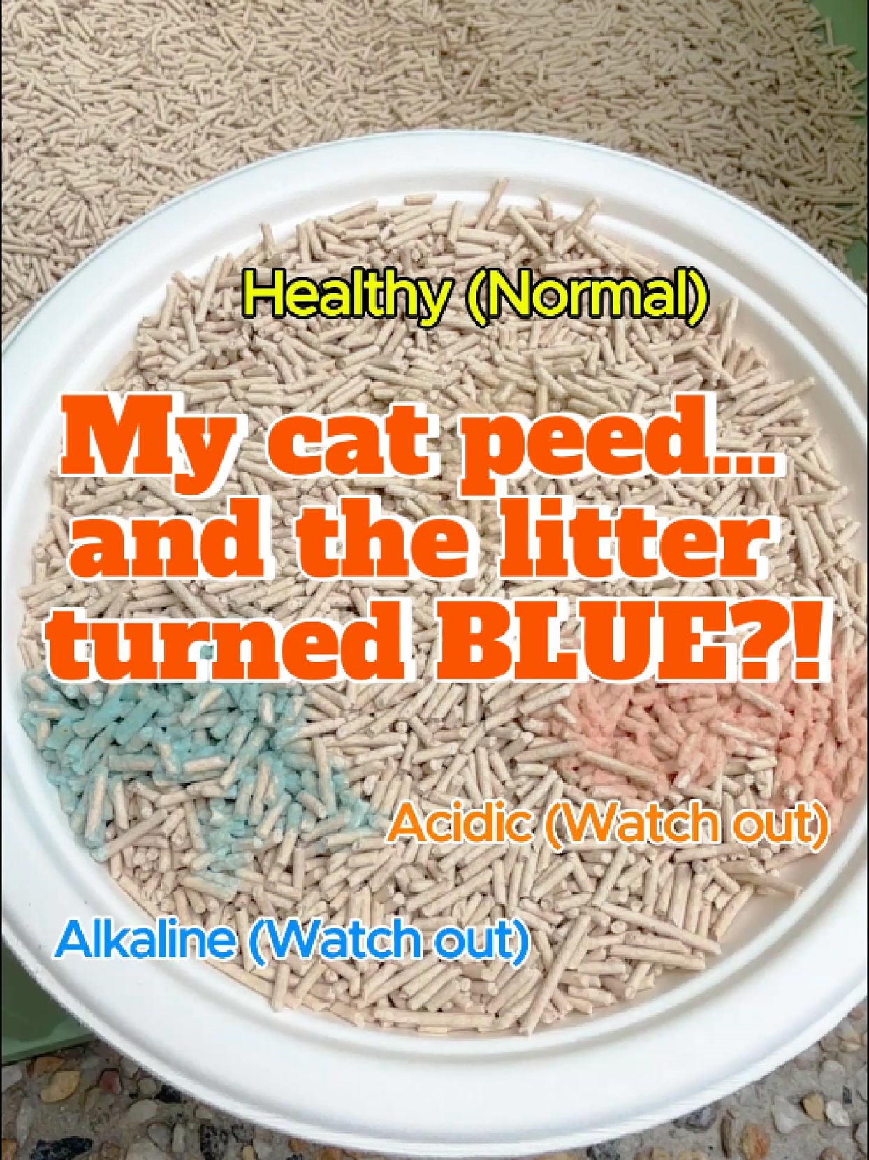 My cat peed… and the litter turned BLUE?! 😱