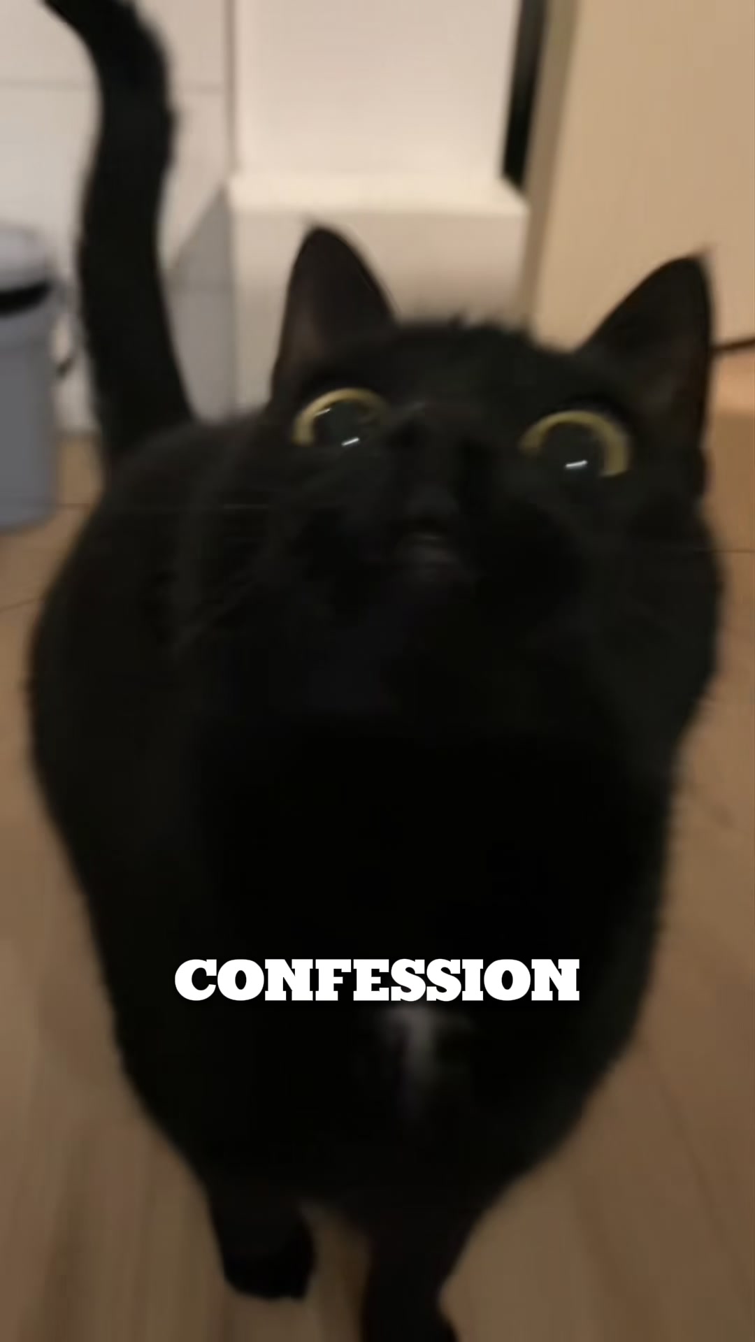 This cat parent’s wild idea changed everything