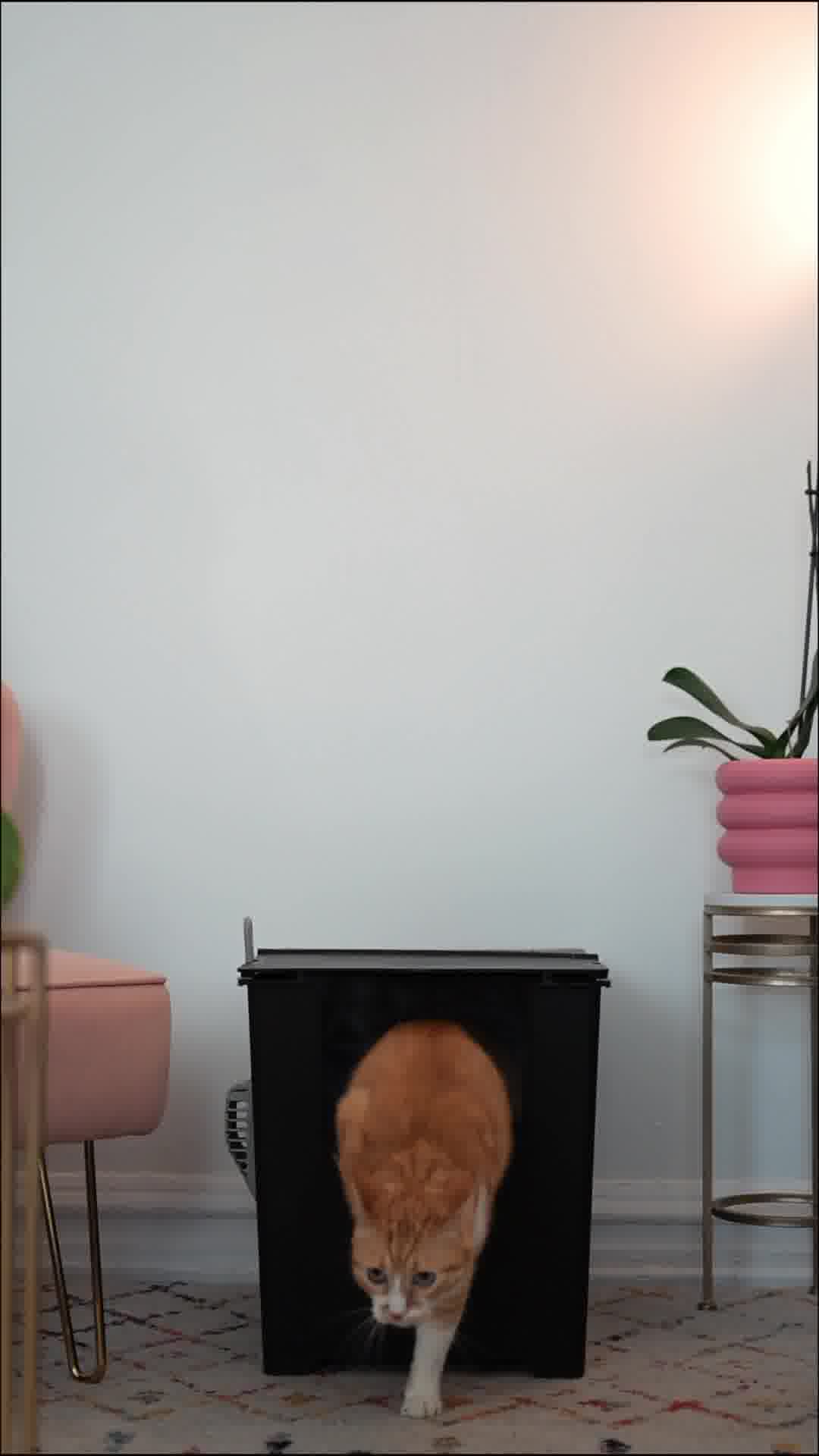 Where Modern Cats Do Their Business