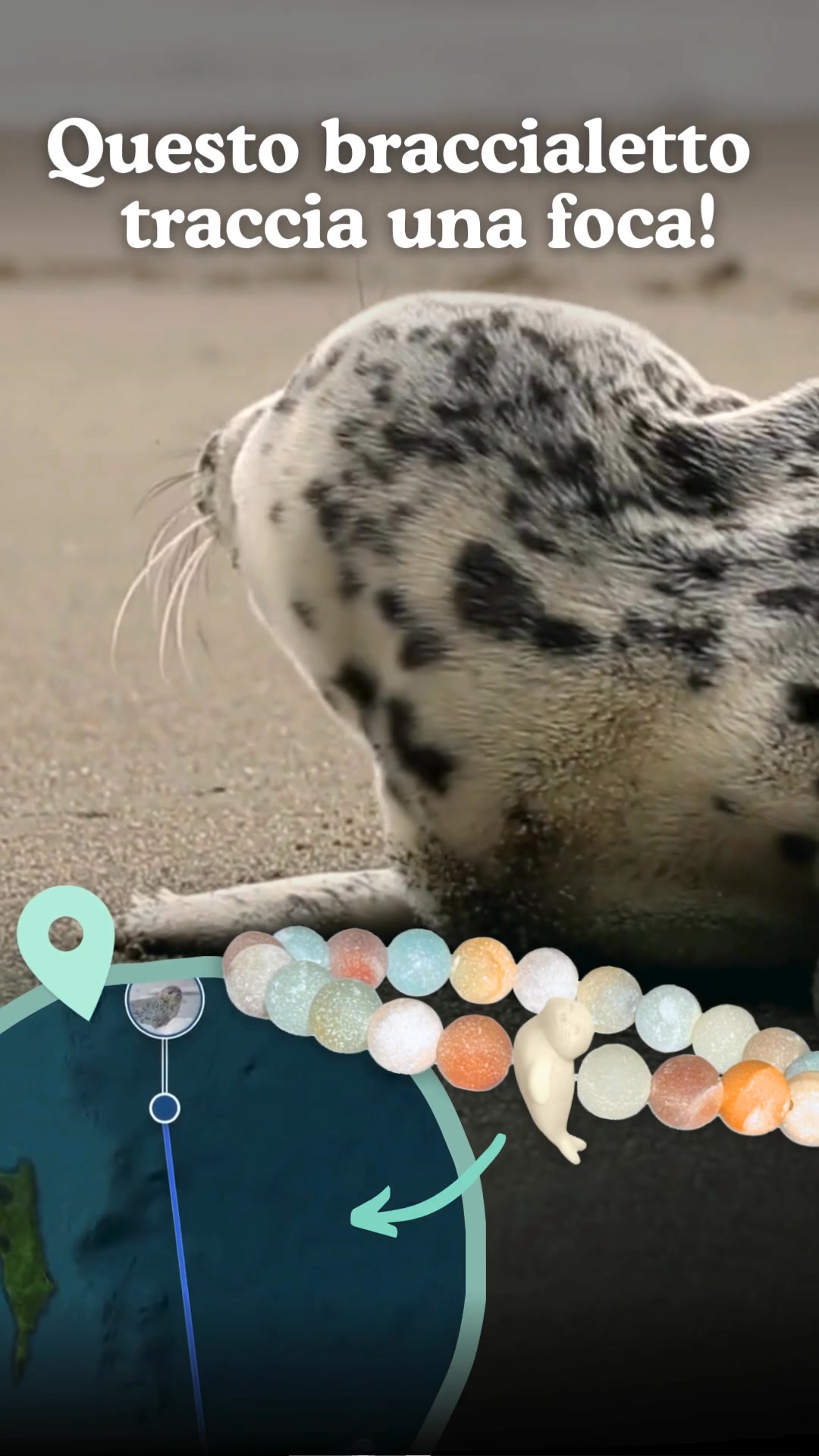 Sigue el viaje de una foca real por el océano 🌊