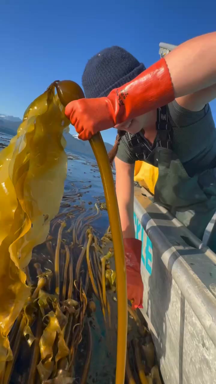 Harvested from Alaska's rugged coastlines, our kelp is carefully chopped to create the ultimate flavor experience! Ready to find your new snack obsession? Explore our pickles, hot sauce, chili crisp and more.