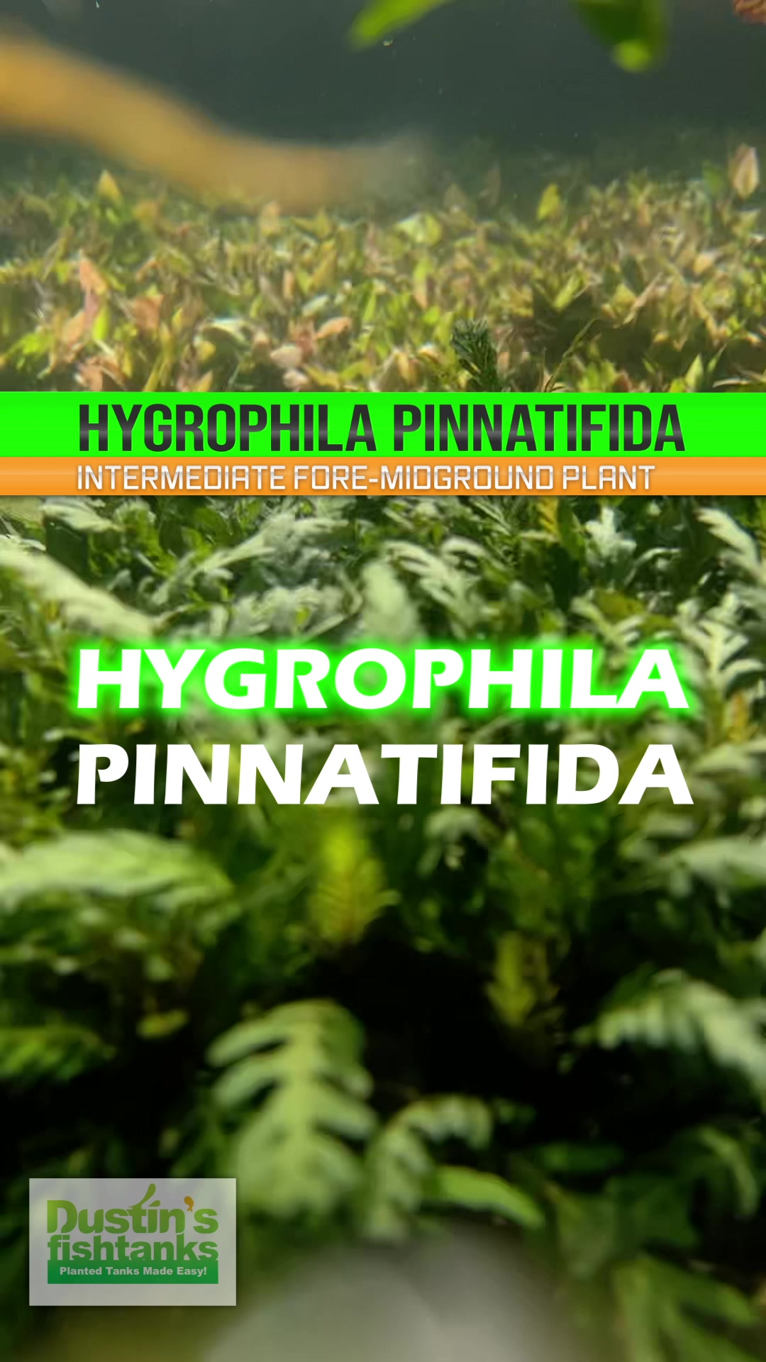 Want a plant that can bring the color? HYGROPHILA PINNATIFIDA is for you! 👇
https://dustinsfishtanks.com/products/hygrophila-pinnatifida
What we have grown to love about Hygros is there ability to show you "love" with more orange and reds with the more light and fertilizers you give them. Hygro Pinnatifida is no exception to this. Under lower light conditions it will stay more green, but under higher light it will give you RED. TANK ON!