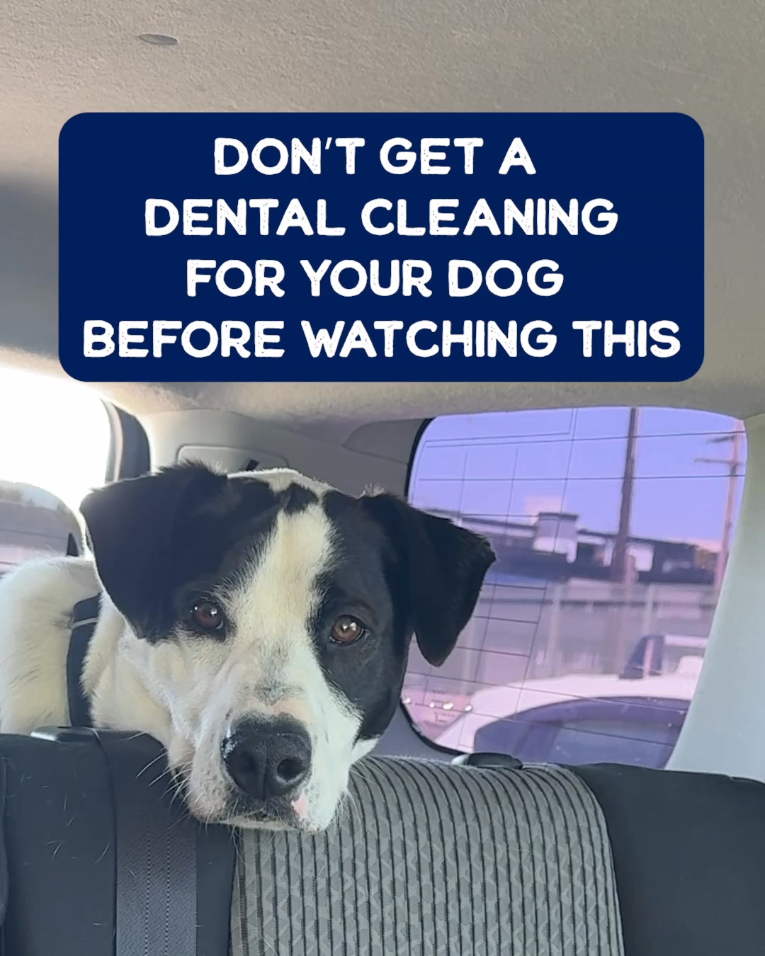 Never Ignore Your Dog's Dental Health