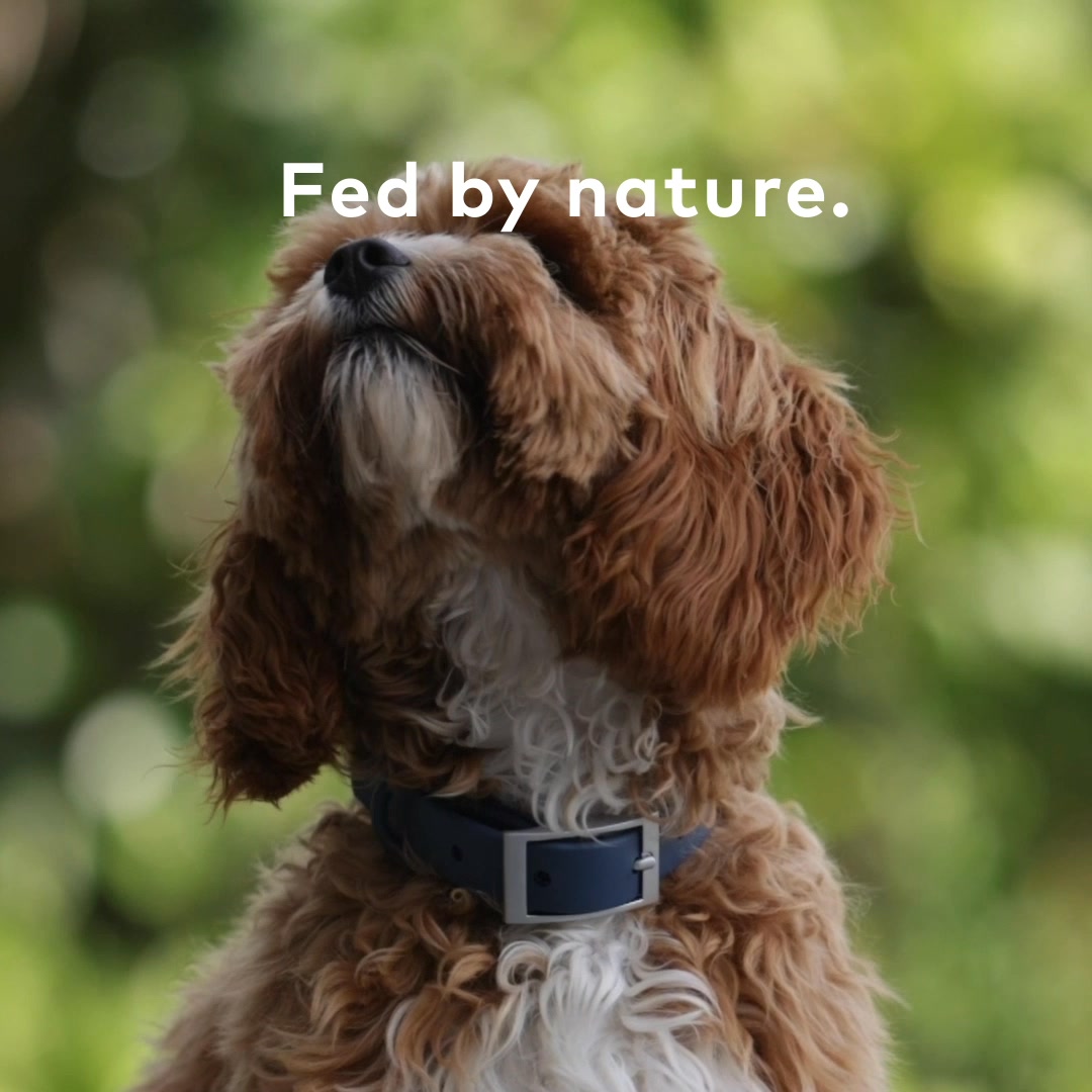 Peak nutrition for peak performance