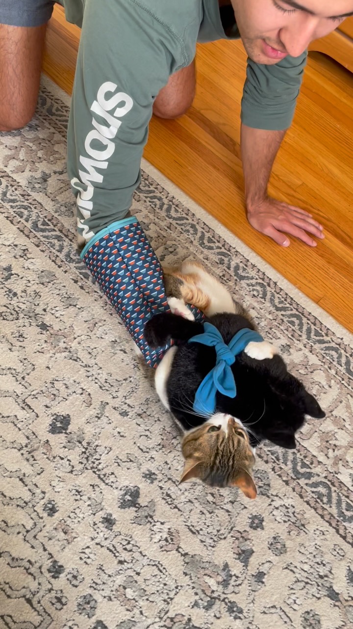 Dogs get walked, cats get wrestled 🤼‍♀️

#cattoy #cats #cats_of_instagram #fy #fup #foryoupage #viral #catsumo