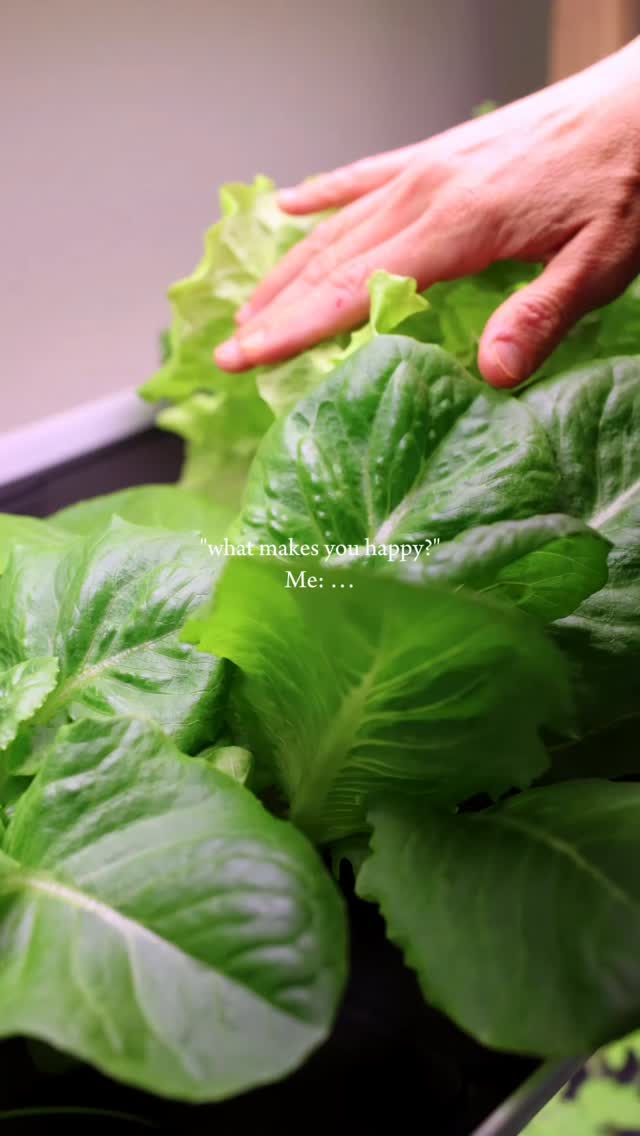 In-home gardening systems = so much more serotonin 🤩✨#risegardens