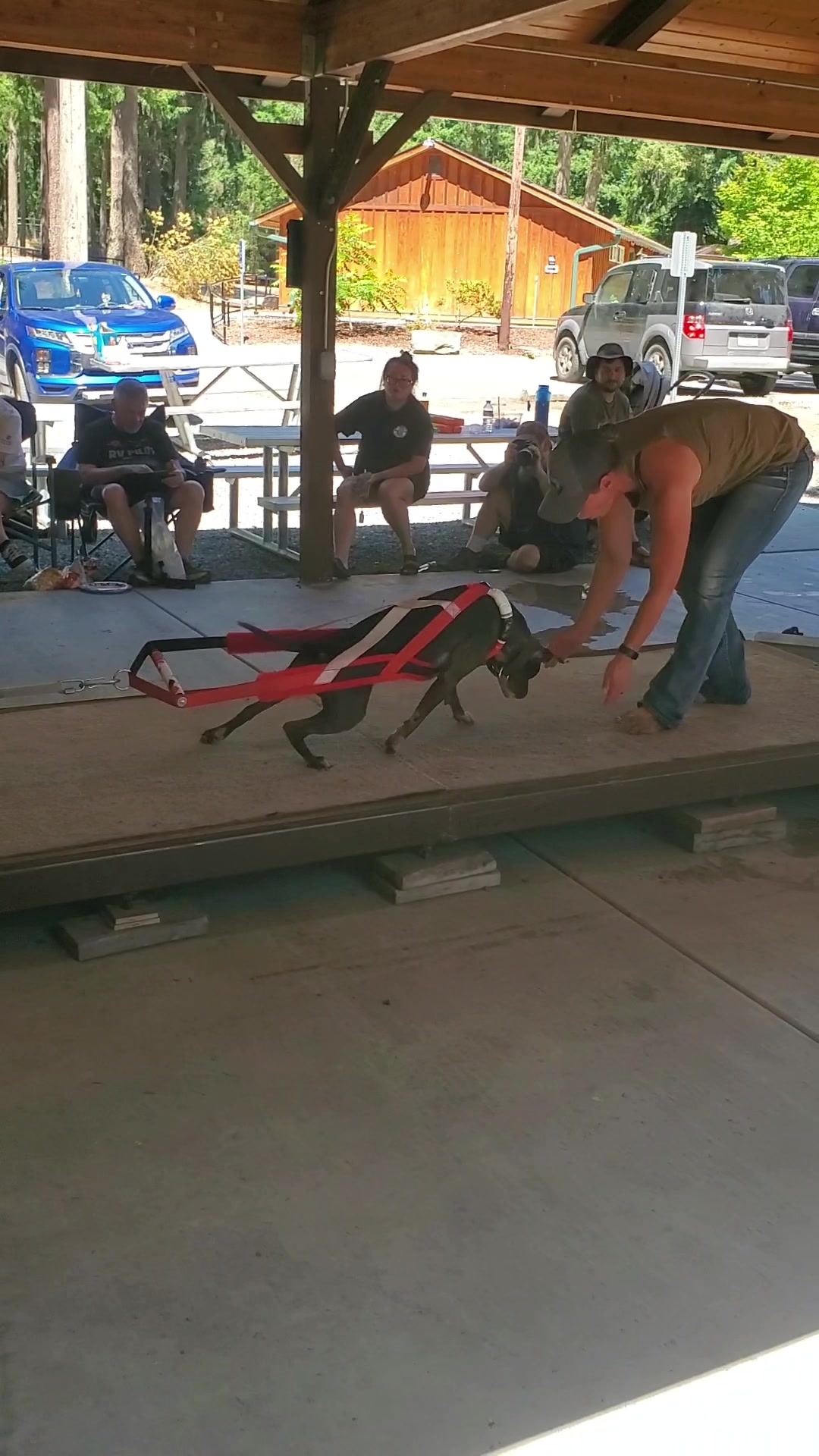 Vinny crushing the weight pull