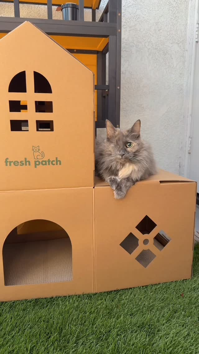Are you kidding me!! 
The absolute cutest and sturdiest cat condo these girls have ever used!
My friends at @freshpatch have made the most amazing compliment to the girls grass patches and they’re LOVING IT

#cutecats #catsofinstagram #catgrass #catpeople #fyp #explore