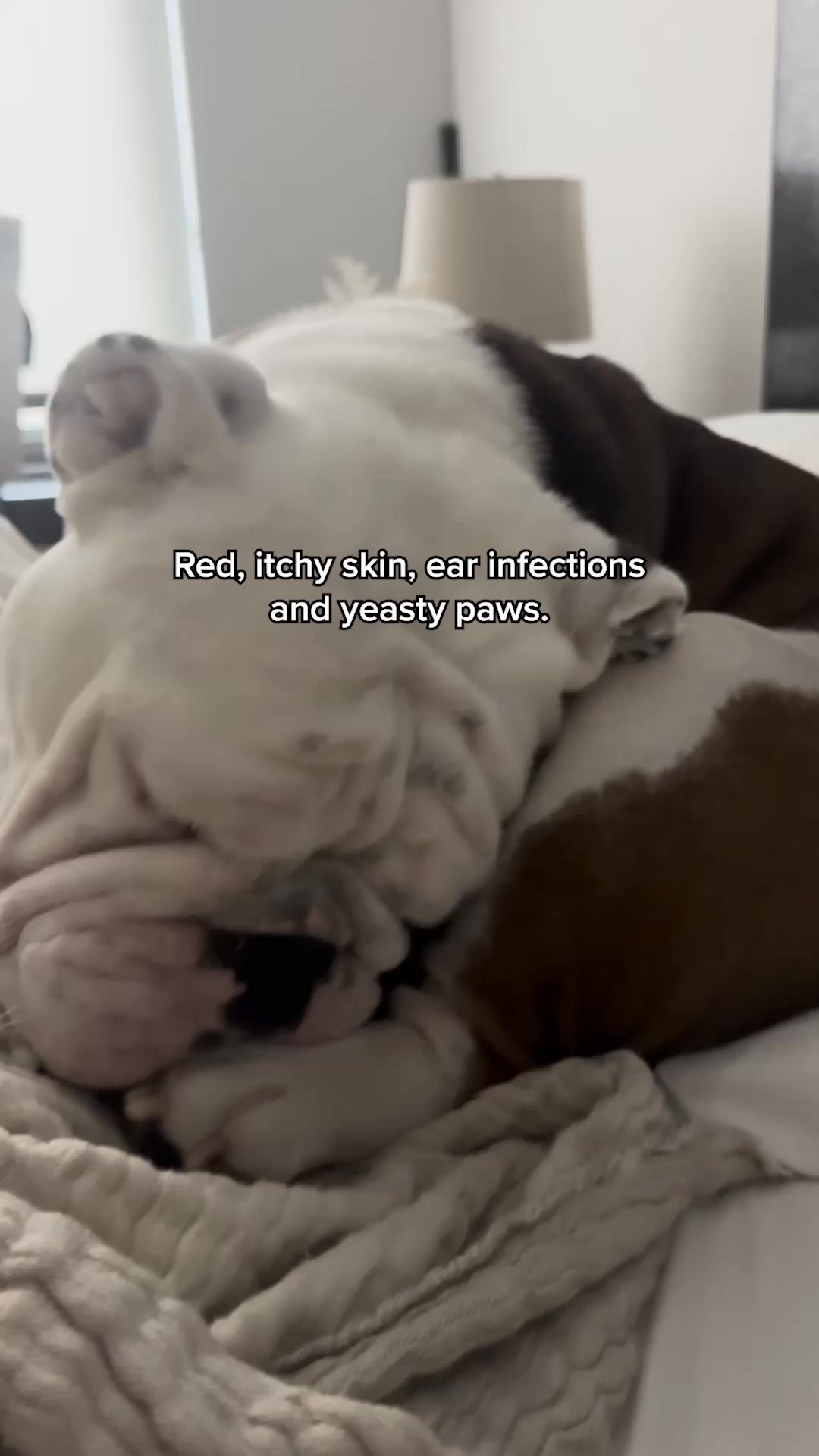 Daily Dog Multivitamin, Real Results