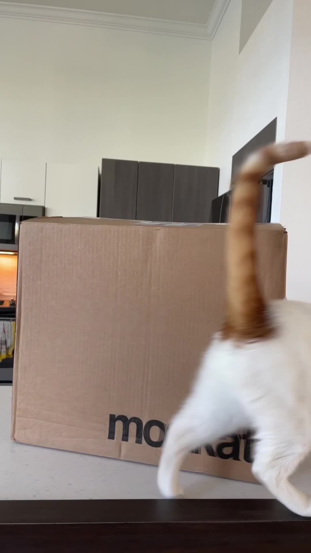 Where Modern Cats Do Their Business