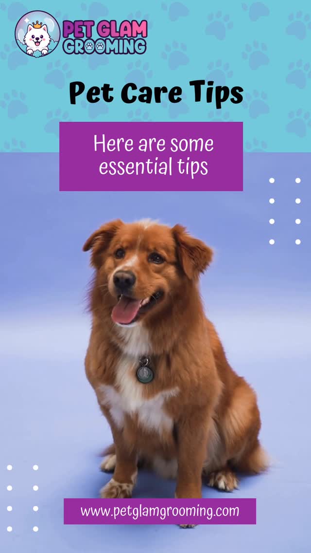 ✨ Essential Pet Care Tips from Pet Glam Grooming! ✨
Your furry friend deserves the best care every day! 🐾
Here are 3 essentials for a happy, healthy pet:
1️⃣ Proper Nutrition – A balanced diet keeps their coat shiny and energy high.
2️⃣ Regular Exercise – Daily walks and playtime keep them strong and happy.
3️⃣ Routine Grooming – Regular grooming prevents skin issues and keeps them looking fabulous! 💅🐶
At Pet Glam Grooming, we make it easy — we come to you! 🚐💖
Ready to book your next glam session?
📲 Contact us today to schedule your appointment! Phone: 305.970.3810
💕 Glamour, Care & Love on Wheels!