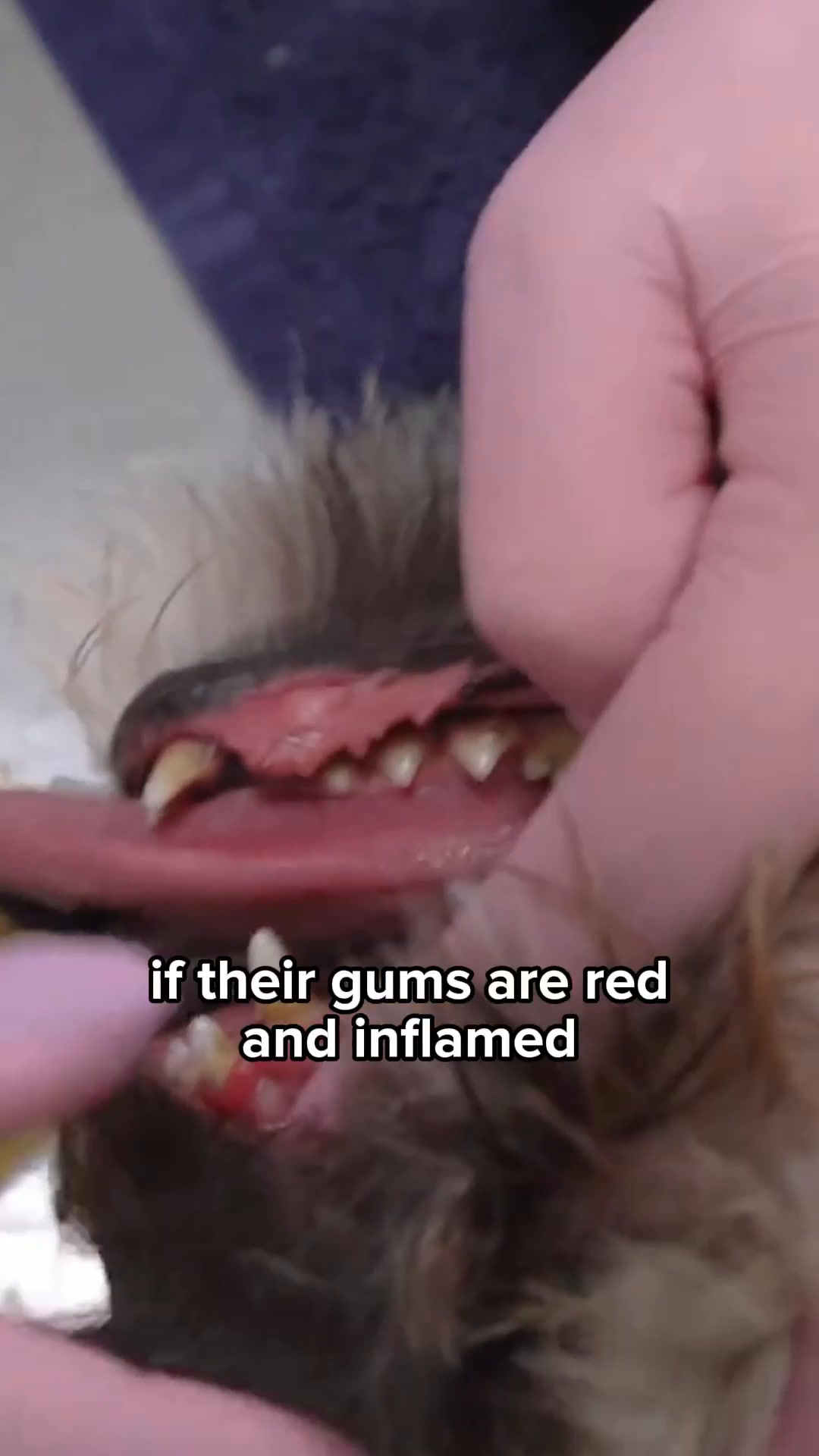 Dirty Dog Teeth? 👉