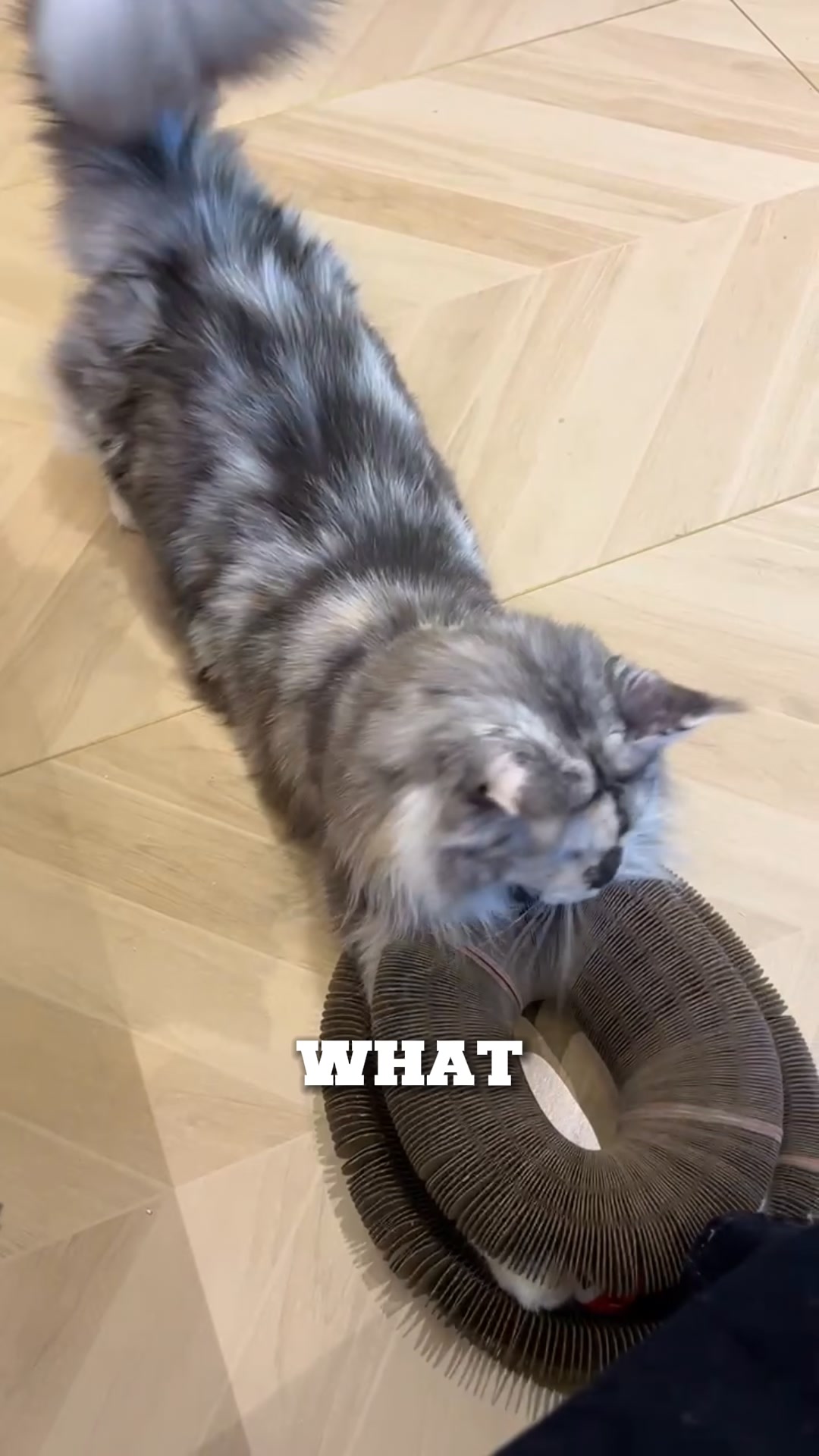 This cat parent’s wild idea changed everything