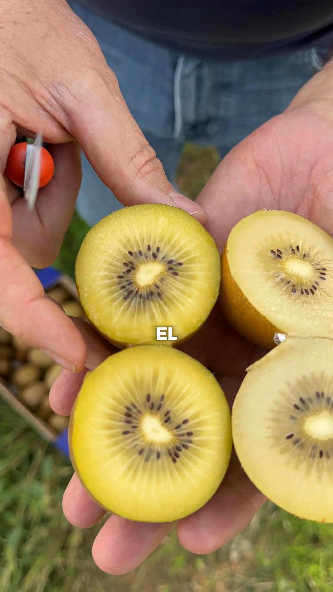 Kiwi amarillo de nuestros agricultores