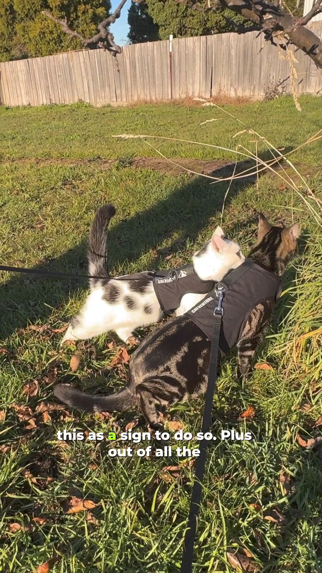 Secure, Comfortable, & Escape-Proof – The Perfect Cat Harness!