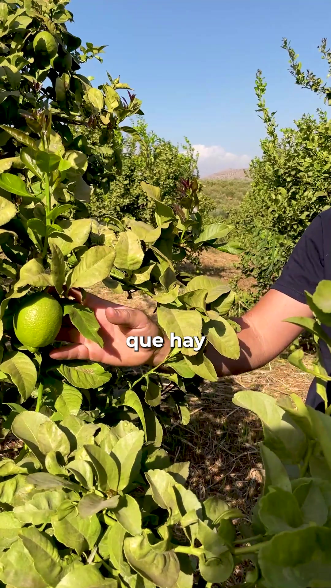 Limón ecológico