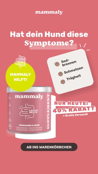 Bauchwohl-Snacks für Hunde 🐶