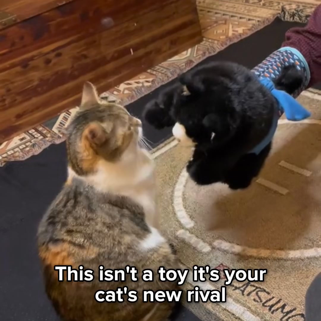 Unleash Your Cat's Inner Champion 🐈💪