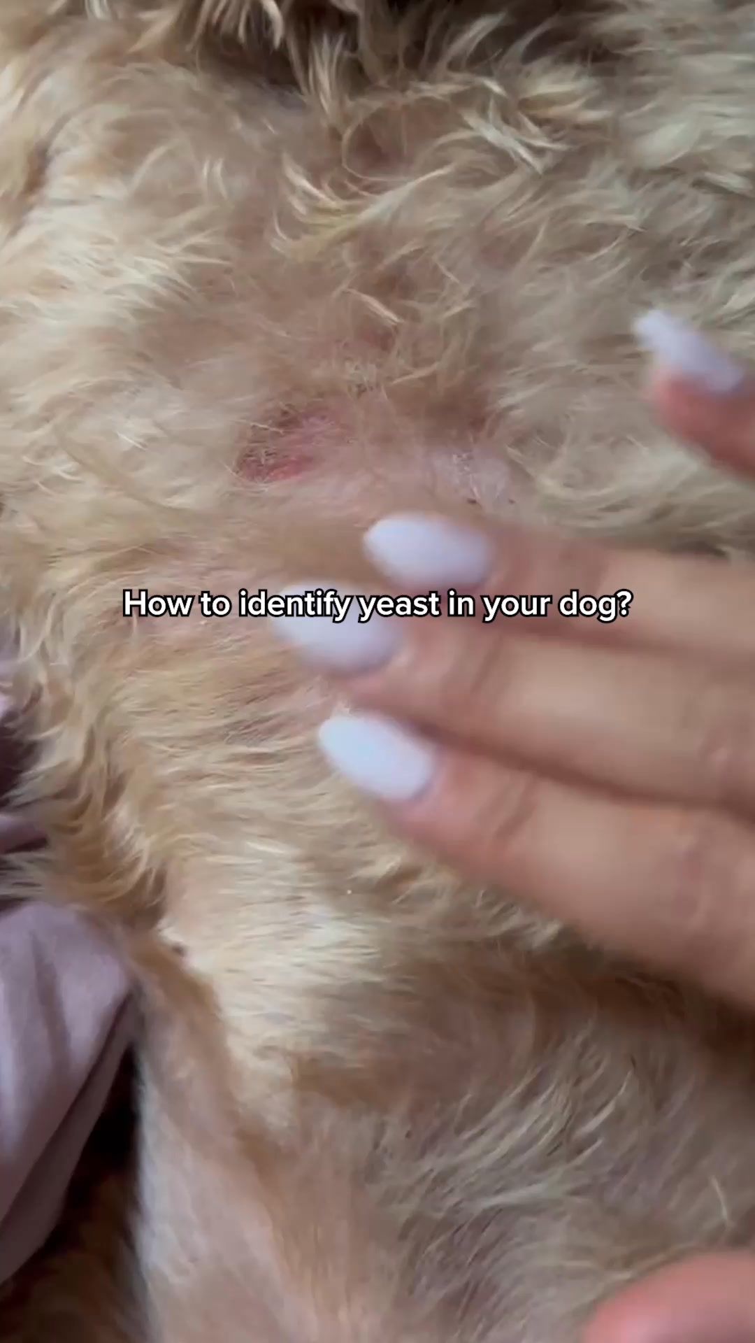 Daily Dog Multivitamin, Real Results