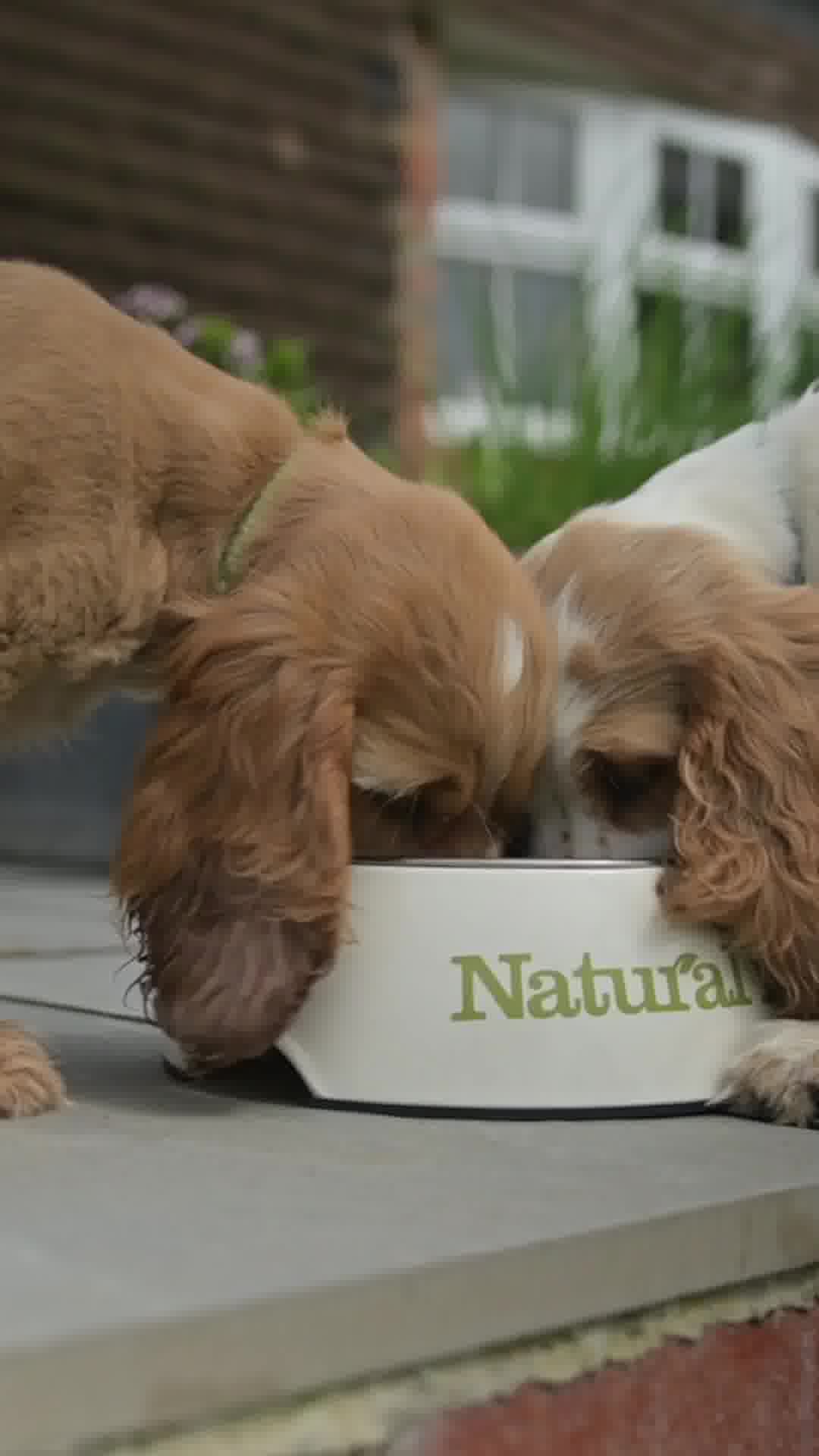 Nutrition for Happy Pets