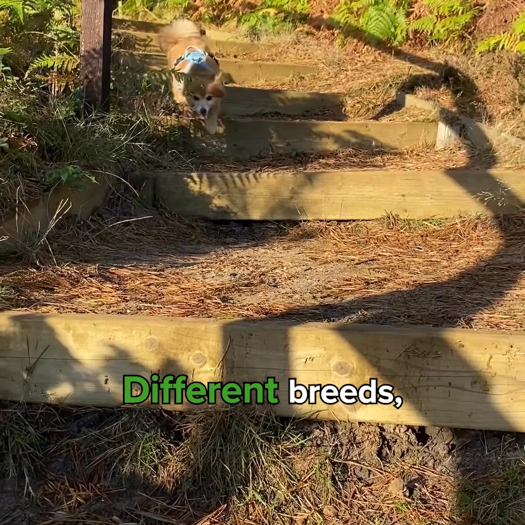 Better dog poos with YuMOVE Digestive Care