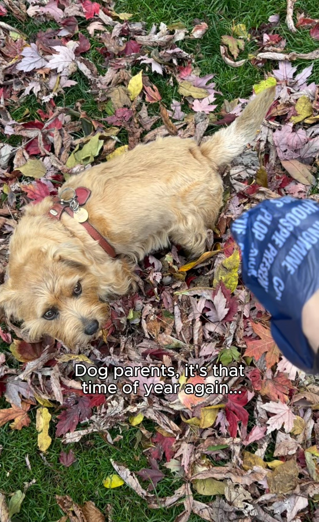 A pretty poop and a handful of leaves coming right up 👌 

#scrumbles #lovescrumbles #doglife 
#dogparentlife #autumn #autumnwalkies 
#poopbag