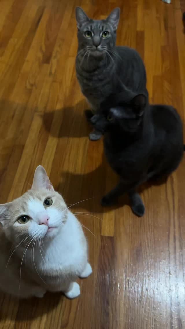 No more food thieves amongst the gwiddy gang 😼 @petlibro RFID Smart Feeder makes sure Leroy can eat his food in peace!

Use code leroy20 for 20% off - The link is in my bio

#petlibro #cat #automaticfeeder #pet #petfeeder