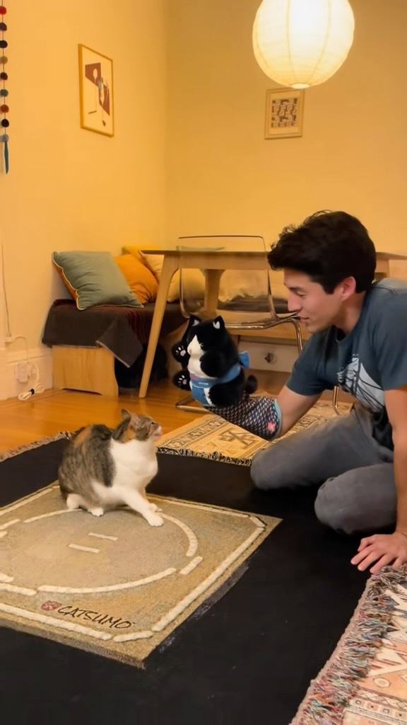 The nightly routine 

#cattoys #catnip #cats #foryou #fy #fyp #foryoupage #catsofinstagram #funnycats #catsumo