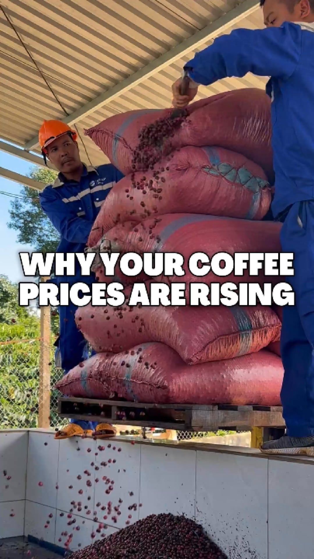 Bold Beans. Fresh Roast.