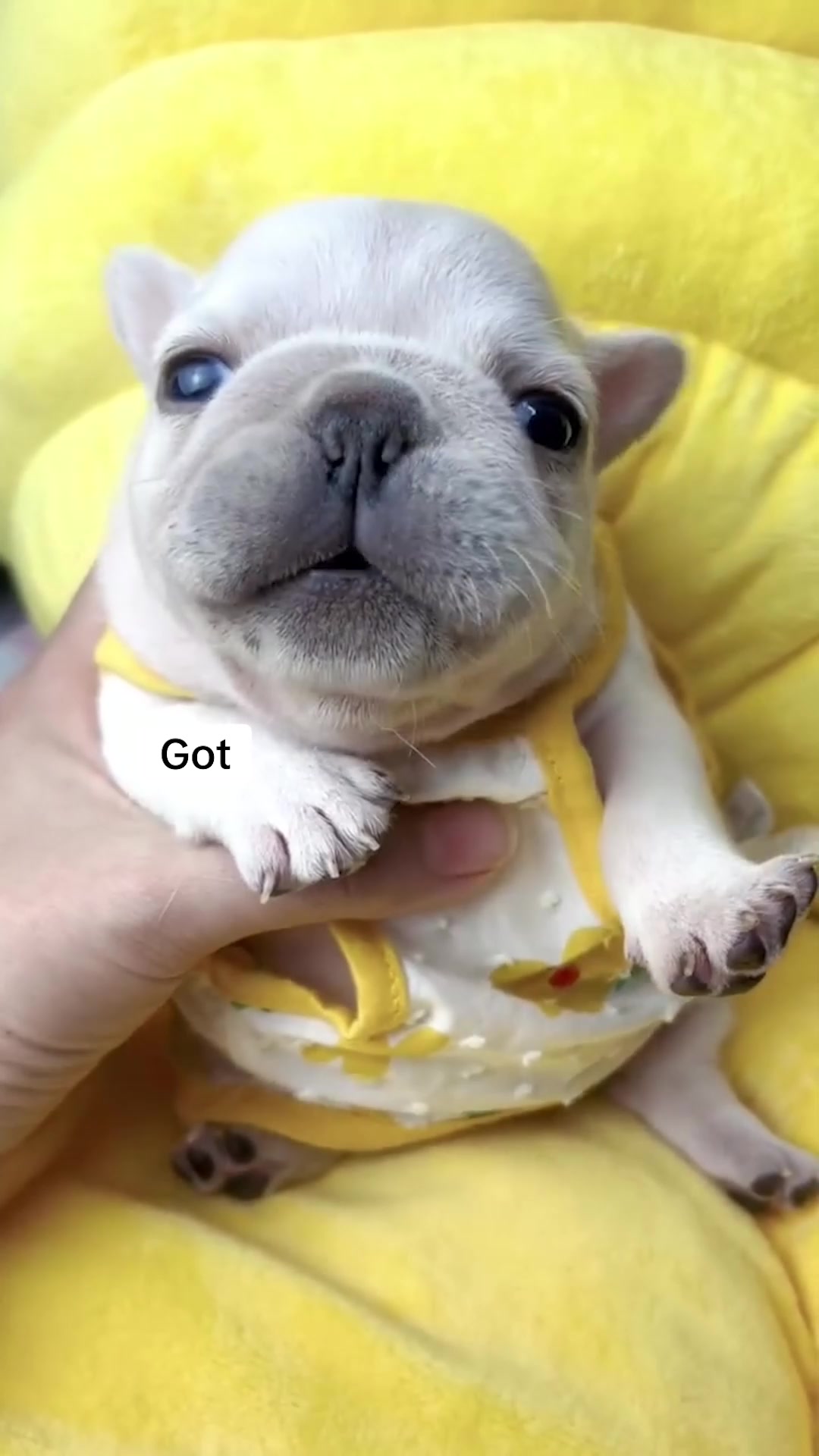 How To Stop Dog Indoor Peeing Fast