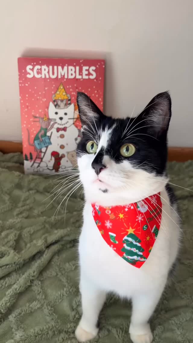 Apparently I’m on the ‘naughty list’ for biting into the NEW Scrumbles advent calendar early…🎅🏻📝 But have you TRIED the new Kristmas Krunchies?! It’s Turkey & Cranberry flavour and you can’t blame me for trying to sneak it out! Naughty list? Totally worth it😼✨ Use code ‘PUDDING20’ for 20% off at @scrumbles
#Scrumbles#KristmasKrunchies#lovescrumbles#my_neko_pudding#puddingthefriendlycat#catfood#adventcalender#petadventcalendar#petugc#catugc#ugccreators