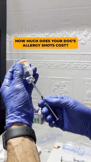 Save Your Dog From Allergy-Induced Havoc 🐾🔥
